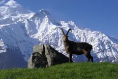 bouquetin-face-au-mont-blanc-au-parc-de-merlet