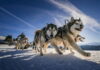 Balade en chiens de traineau