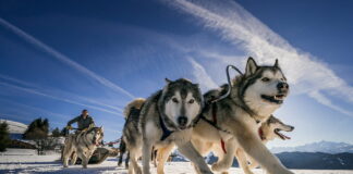 Balade en chiens de traineau