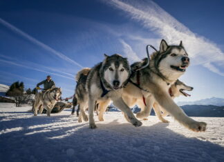 Balade en chiens de traineau